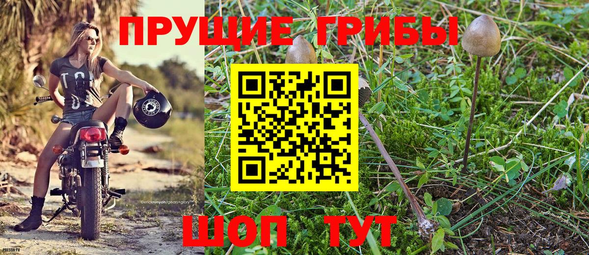 Галлюциногенные грибы Psilocybe Михайловск